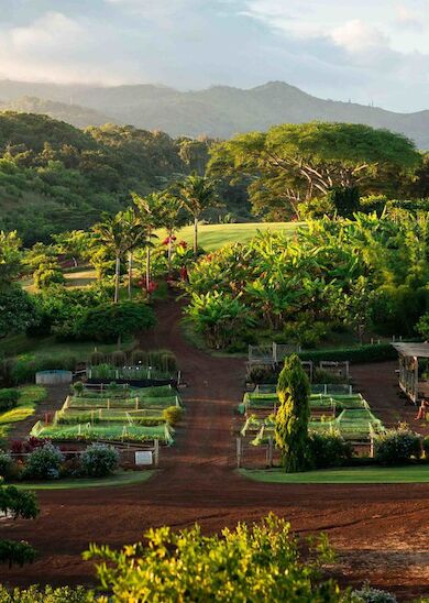 The image shows a lush, green landscape featuring various trees, plants, and small garden plots. There are mountains in the background.