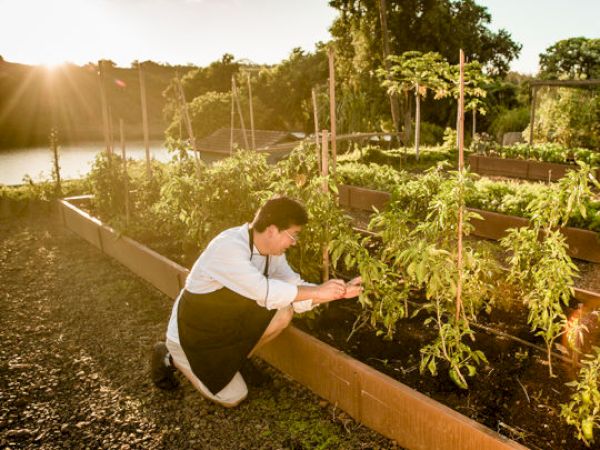 A person is tending to plants in a garden during sunset, surrounded by several neatly organized garden beds.