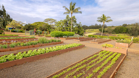 The image features a serene garden with raised planting beds, lush greenery, and palm trees set against a cloudy sky.
