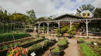 The image shows a lush nursery or garden center with various plants in pots and raised beds, covered structures, and a clear sky above.