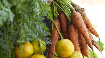 The image shows a person holding a bunch of fresh carrots and oranges. Some greenery is also visible, likely the carrot tops.