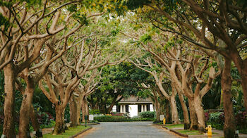 A tree-lined pathway leads to a building, with the trees forming a natural archway over the road in the peaceful scene.